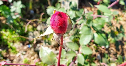 Close-up of red rose bud