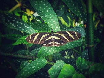 Close-up of butterfly on leaf