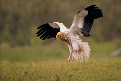 Bird flying in a field