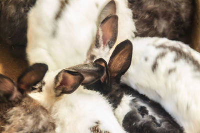 Close-up of cat sleeping