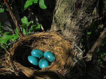 High angle view of eggs in nest on tree