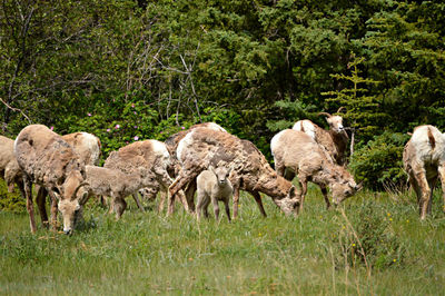 Bighorn sheep on grassy field at jasper national park