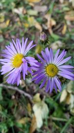 Close-up of purple flowers blooming outdoors