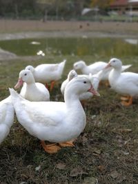 View of birds on field