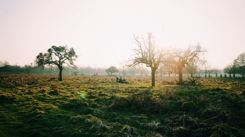 Scenic view of grassy field against sky