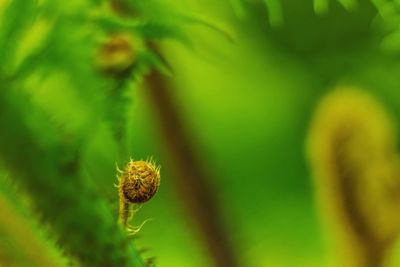 Close-up of green flower