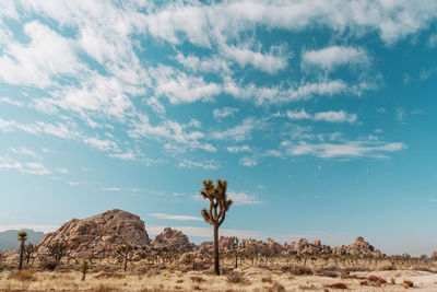 Trees on land against sky