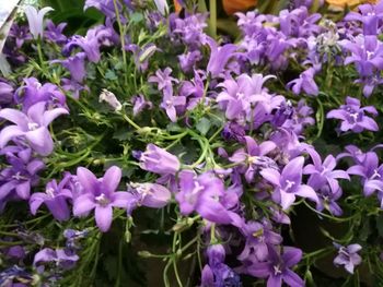 Close-up of purple flowers blooming outdoors