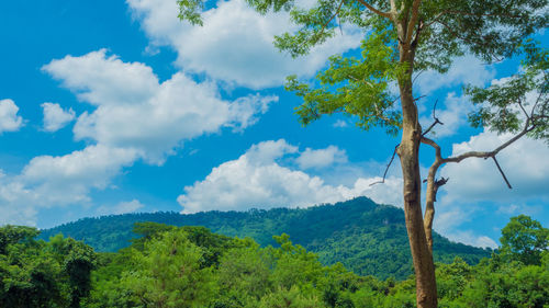 Low angle view of trees in forest against sky