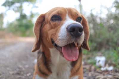 Close-up portrait of a dog