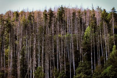 Close-up of trees in forest against sky