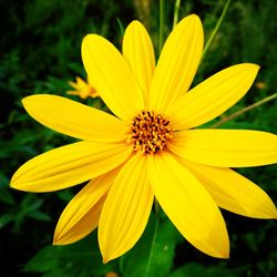 Close-up of yellow flower blooming outdoors