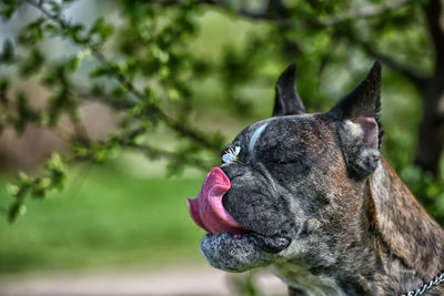 Close-up of a dog