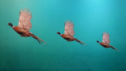 Multiple image of pheasants flying against turquoise background