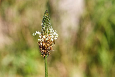 Close-up of insect on plant