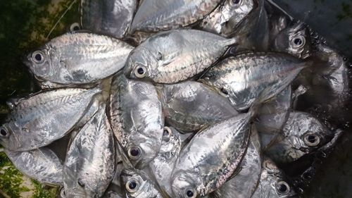 High angle view of fish for sale in market