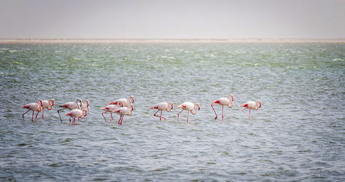 Flamingos in walvis bay, namibia