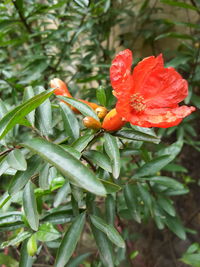 Close-up of red flowers