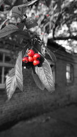 Close-up of red berries hanging on tree