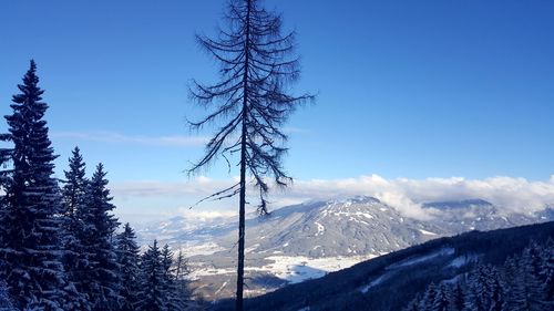 Trees on snow covered landscape against sky