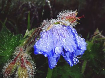 Close-up of wet purple flowering plant