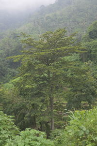 Scenic view of forest