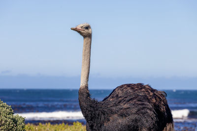 Ostrich on field with sea in background against clear sky