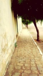 Footpath amidst trees