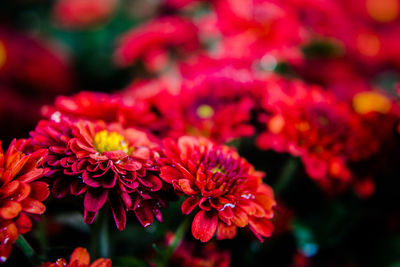 Close-up of red flowers blooming outdoors