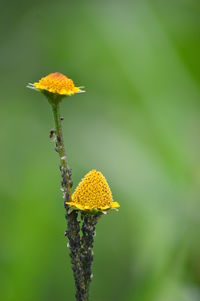 Close-up of yellow flowering plant