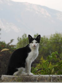 Portrait of a cat