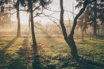 Trees growing on grassy field during sunrise