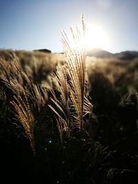 Close-up of stalks in field against sky