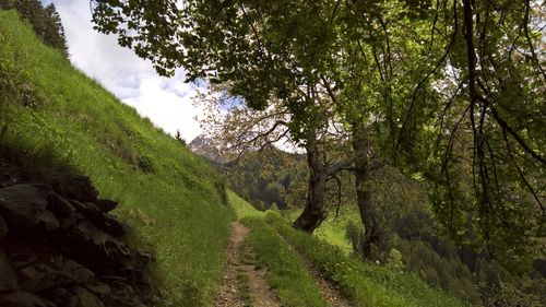 Scenic view of trees growing in forest