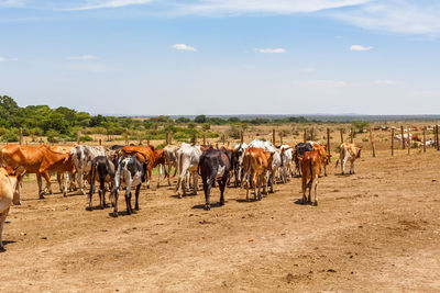 Horses walking in a row