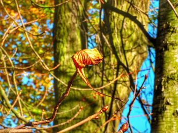 Close-up of flower on tree