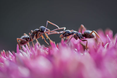 Close-up of insect on pink flower