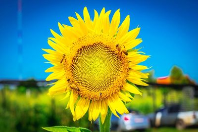 Close-up of sunflower