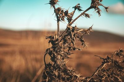 Close-up of dried plant on field against sky