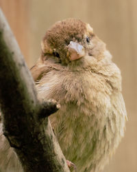 Bird siting on a branch and looking in the camera