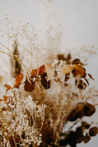 Close-up of dry leaves on snow covered field