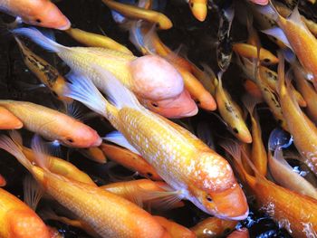 Close-up of fishes swimming in water