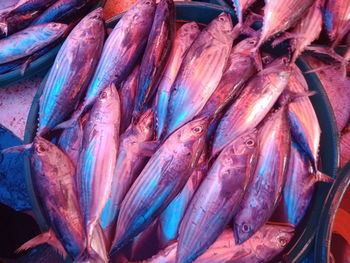 Close-up of fish for sale at market stall