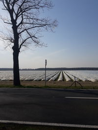 Bare trees on field by river against sky