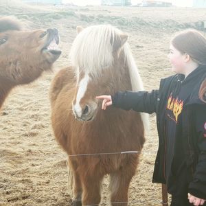 Horses standing in a field