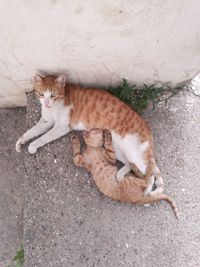 High angle view of cat resting on footpath