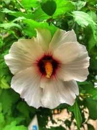 Close-up of white hibiscus flower