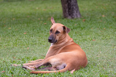 Dog relaxing on field