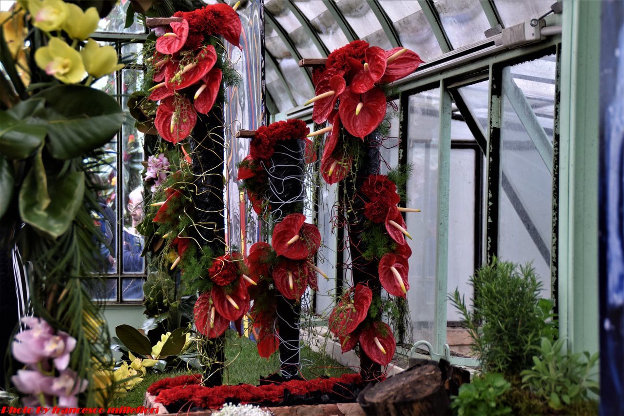 red, hanging, plant, variation, indoors, no people, flower, greenhouse, day, nature