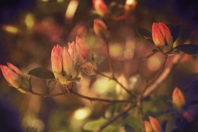 Close-up of pink flower blooming outdoors